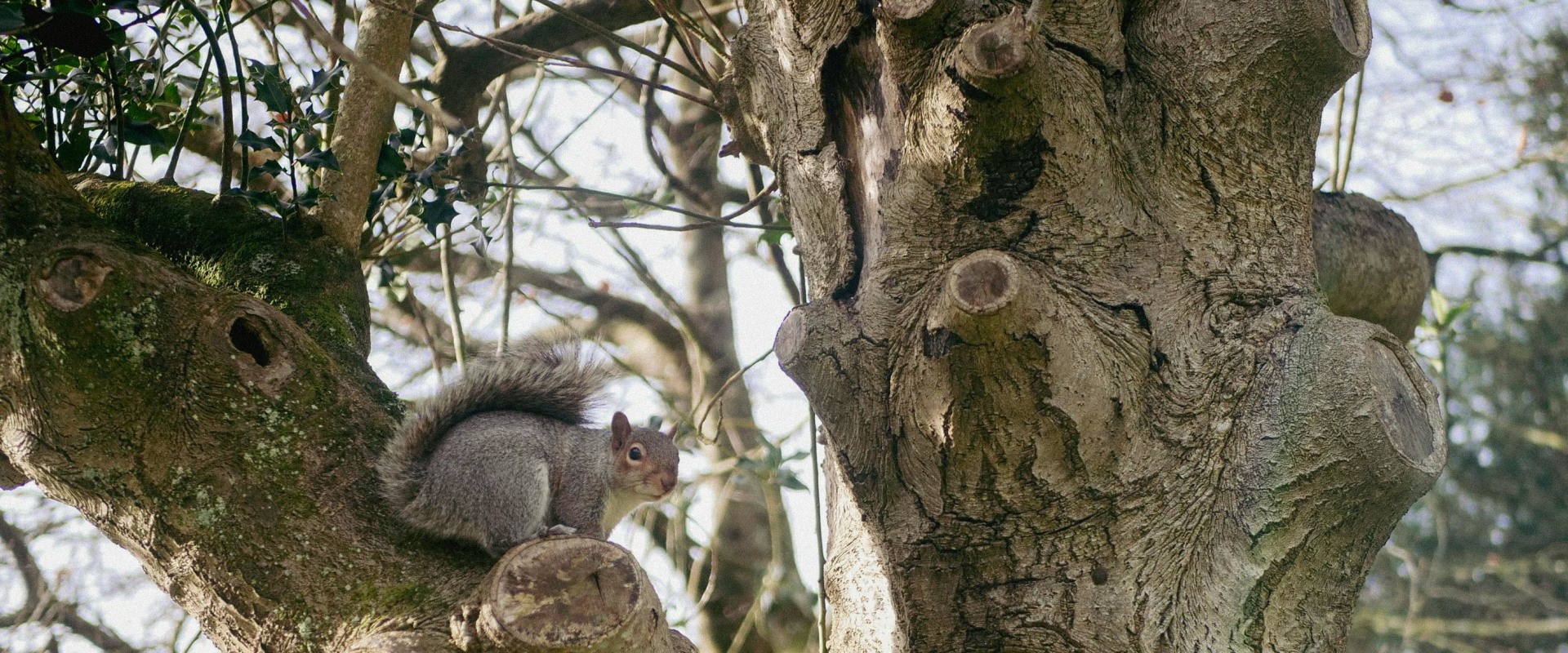 Murfreesboro Landscaping Services: Why Wildlife Removal Is Essential For A Thriving Yard