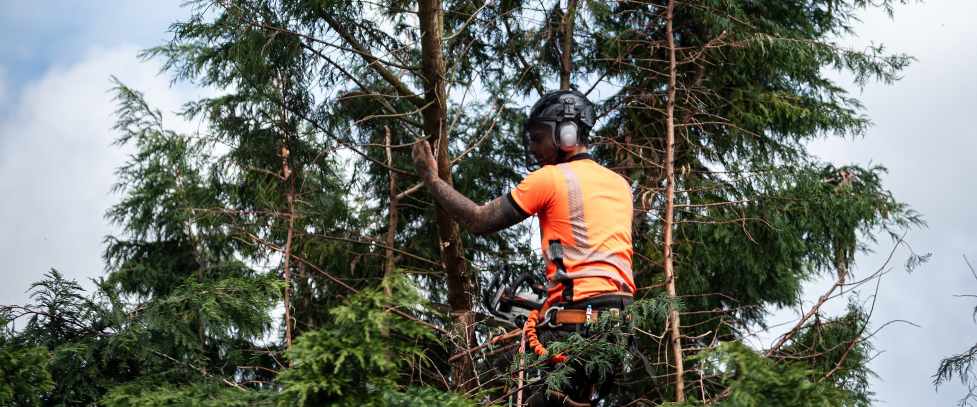 How A Tree Service Provider Can Improve Your Landscaping Project With Professional Tree Cutting In Kalamazoo?