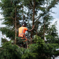 How A Tree Service Provider Can Improve Your Landscaping Project With Professional Tree Cutting In Kalamazoo?